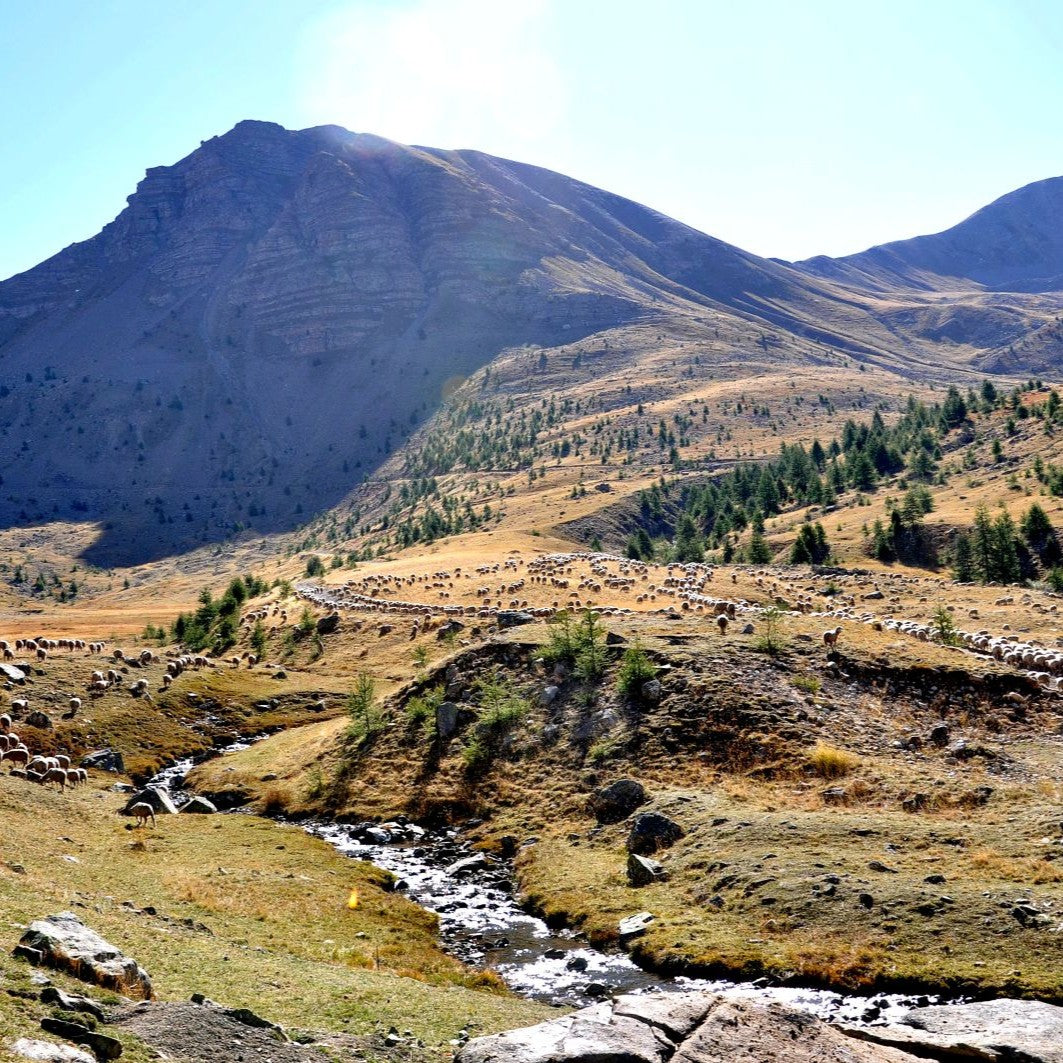 Là où passent les troupeaux, le paysage reste ouvert